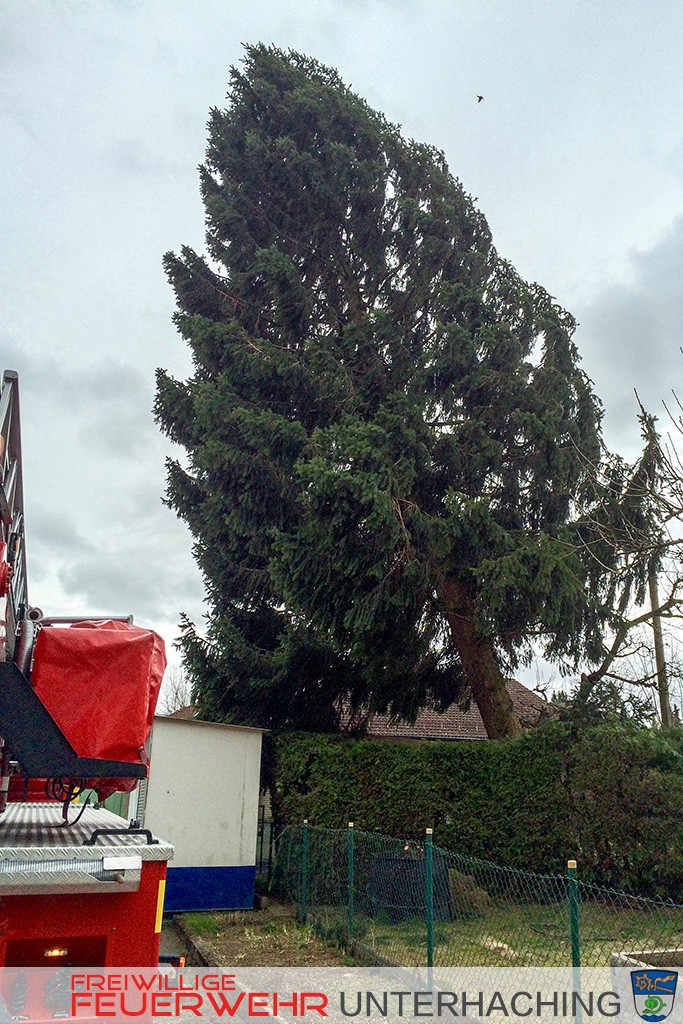 Baum droht zu fallen - Sturmtief Niklas