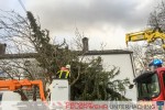 Baum in Stromleitung - Sturmtief Niklas